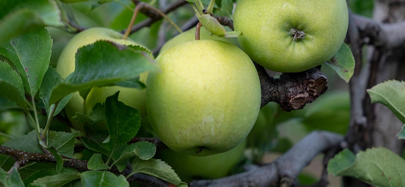 Allerbeste Äpfel
– direkt vom Erzeuger?

... bekommen Sie auf dem Obsthof Brackenburg.